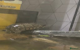 Turtle reptiles for sale: Musk turtle and full set up - Image 2