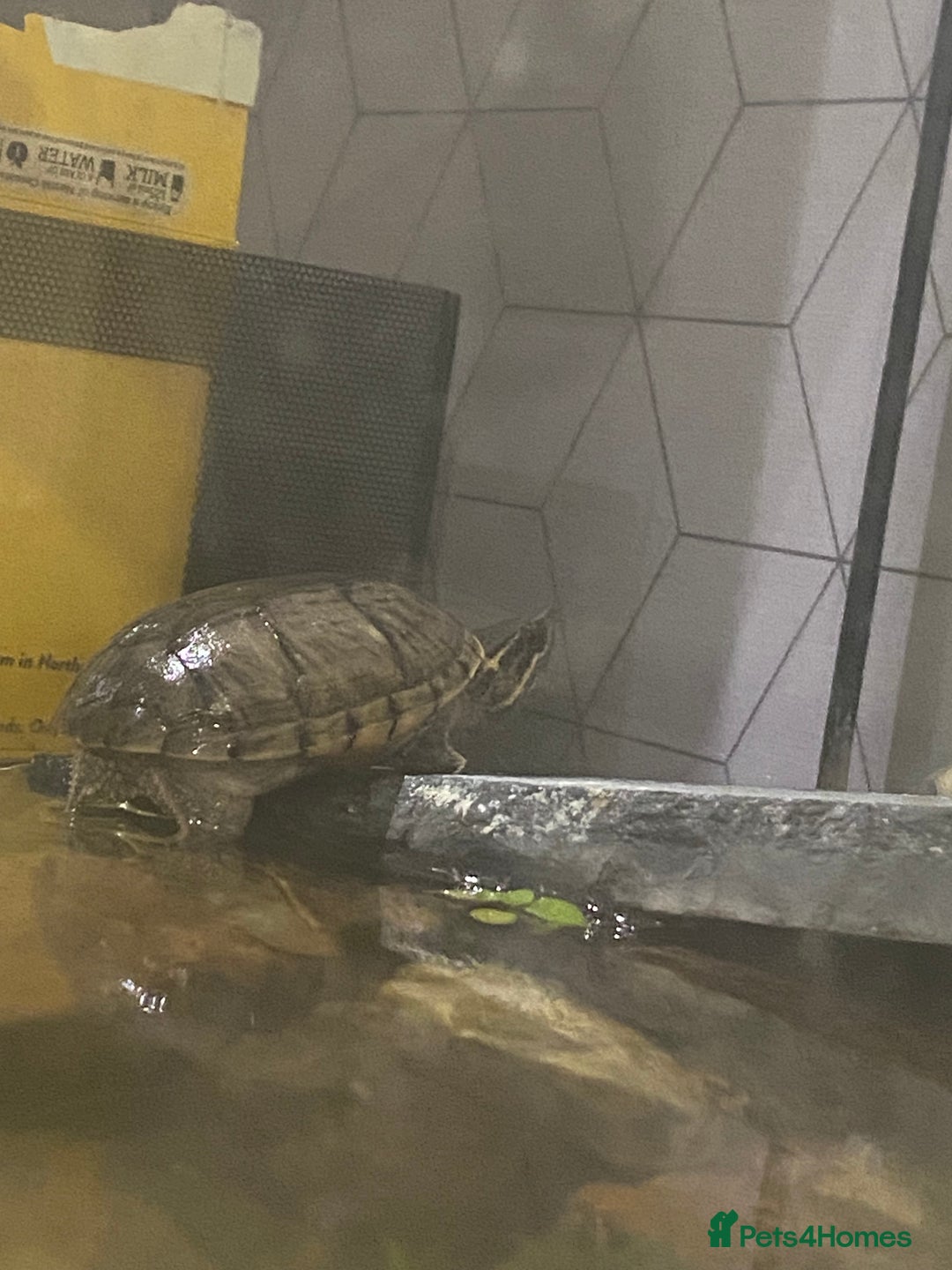 Turtle reptiles for sale: Musk turtle and full set up - Image 2
