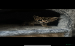 Bengal cats for sale: One Bengal male Remaining - Advert 10