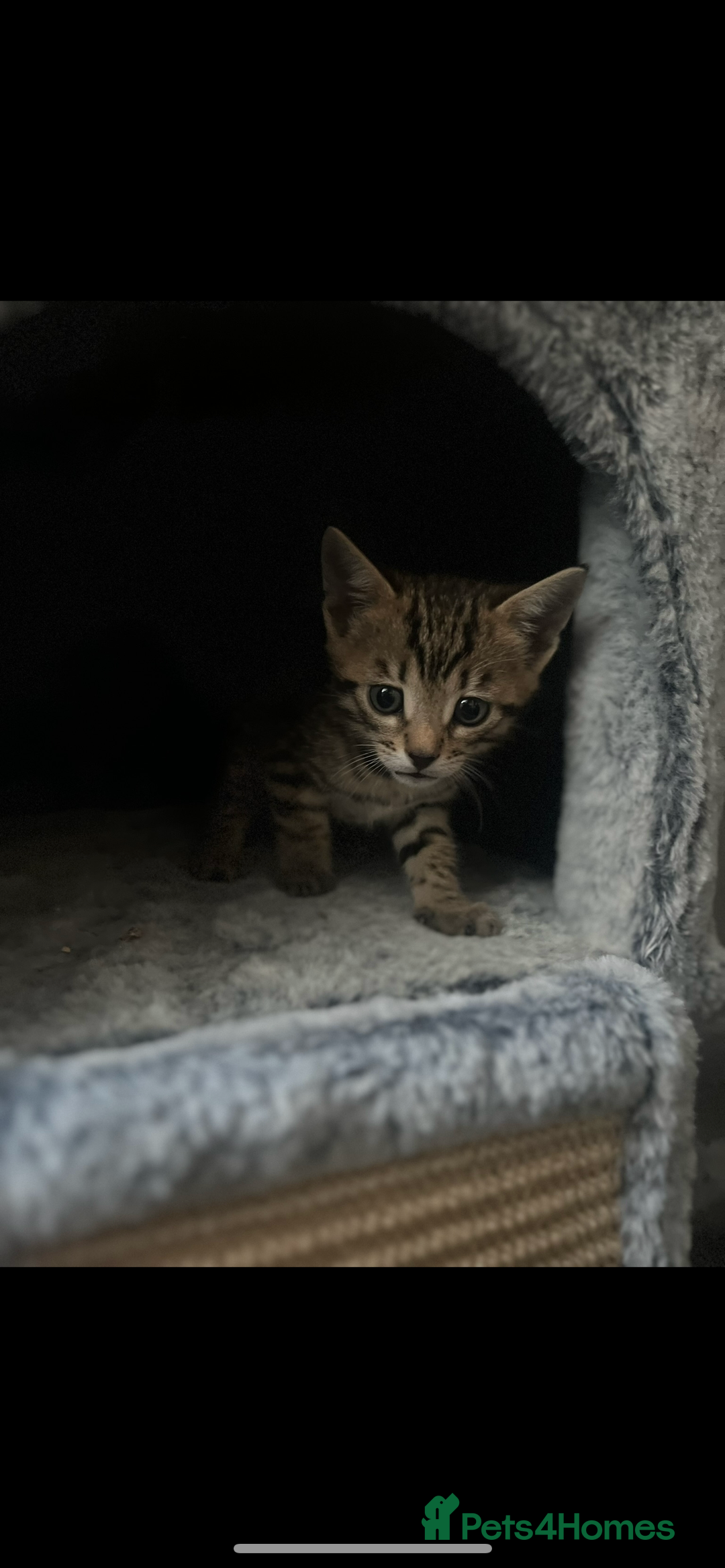 Bengal cats for sale: One Bengal male Remaining - Advert 10