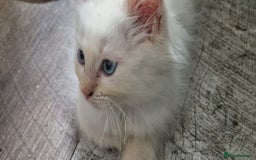 Ragdoll cats for sale: Fully vaccinated Ragdoll kittens ready now - Image 5