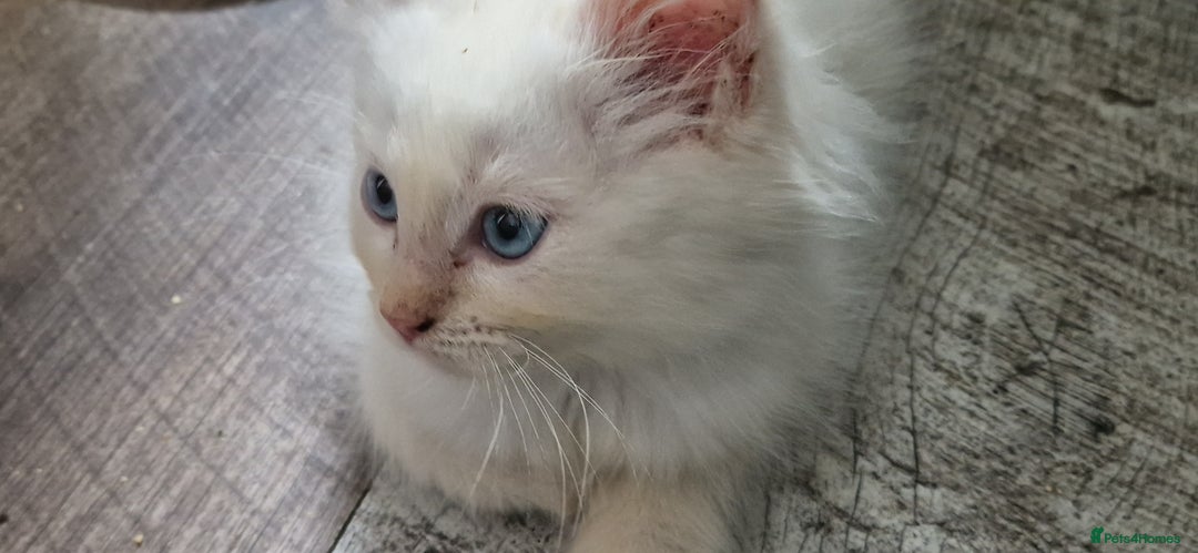 Ragdoll cats for sale: Fully vaccinated Ragdoll kittens ready now - Image 5