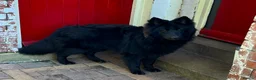 German Shepherd dogs for stud: Solid Black German Shepherd Dog at Stud - Advert 9