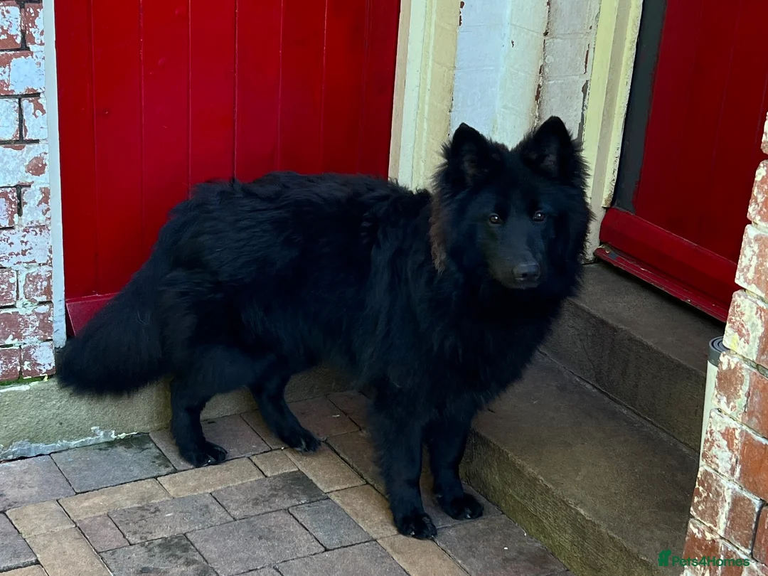 German Shepherd dogs for stud: Solid Black German Shepherd Dog at Stud - Advert 9