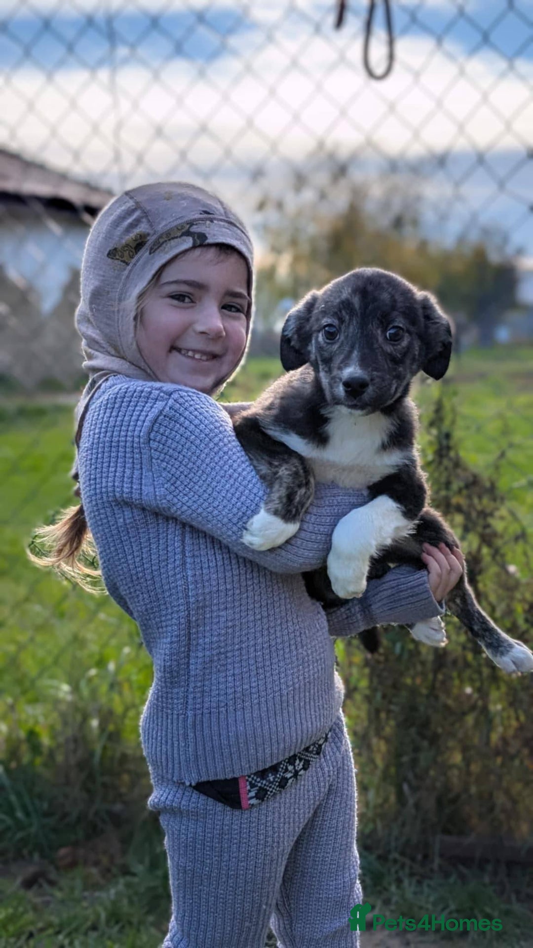 Mixed Breed dogs for adoption: Little Lolly is looking for her family!  - Advert 3