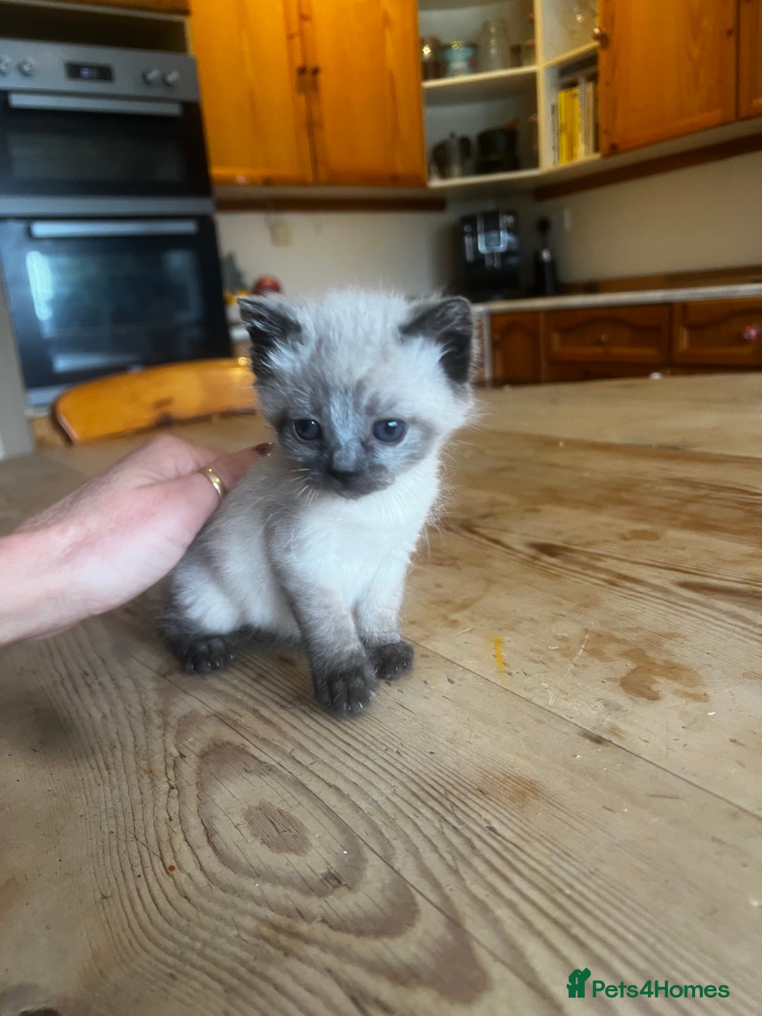 Mixed Breed cats for sale: Adorable Kittens Ready to Leave soon - Advert 26