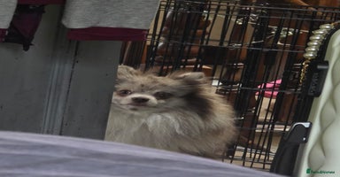 Pomeranian dogs One xs Solid chocolate female pomeranian for sale  - Advert 8