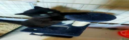 Mixed Breed cats for sale: Kittens for sale  in Alfreton - Advert 9