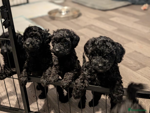 Mixed Breed dogs - Advert 6