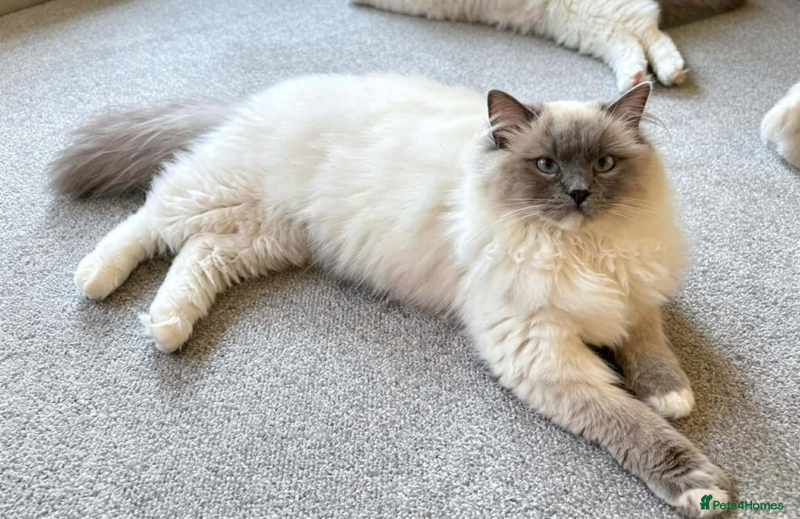 Ragdoll cats Beautiful ragdoll kittens - Advert 1
