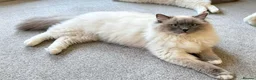 Ragdoll cats for sale: Beautiful ragdoll kittens in Manchester - Advert 1