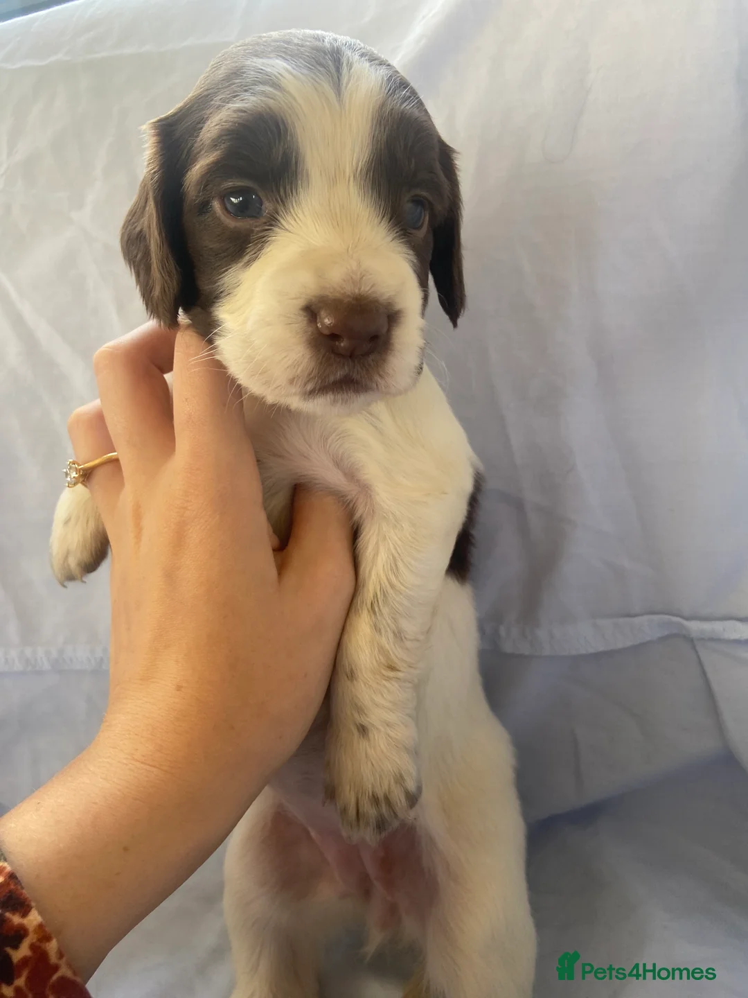 Cocker Spaniel dogs for sale: Working type Cocker Spaniel Puppies 🐶🐾  - Advert 11