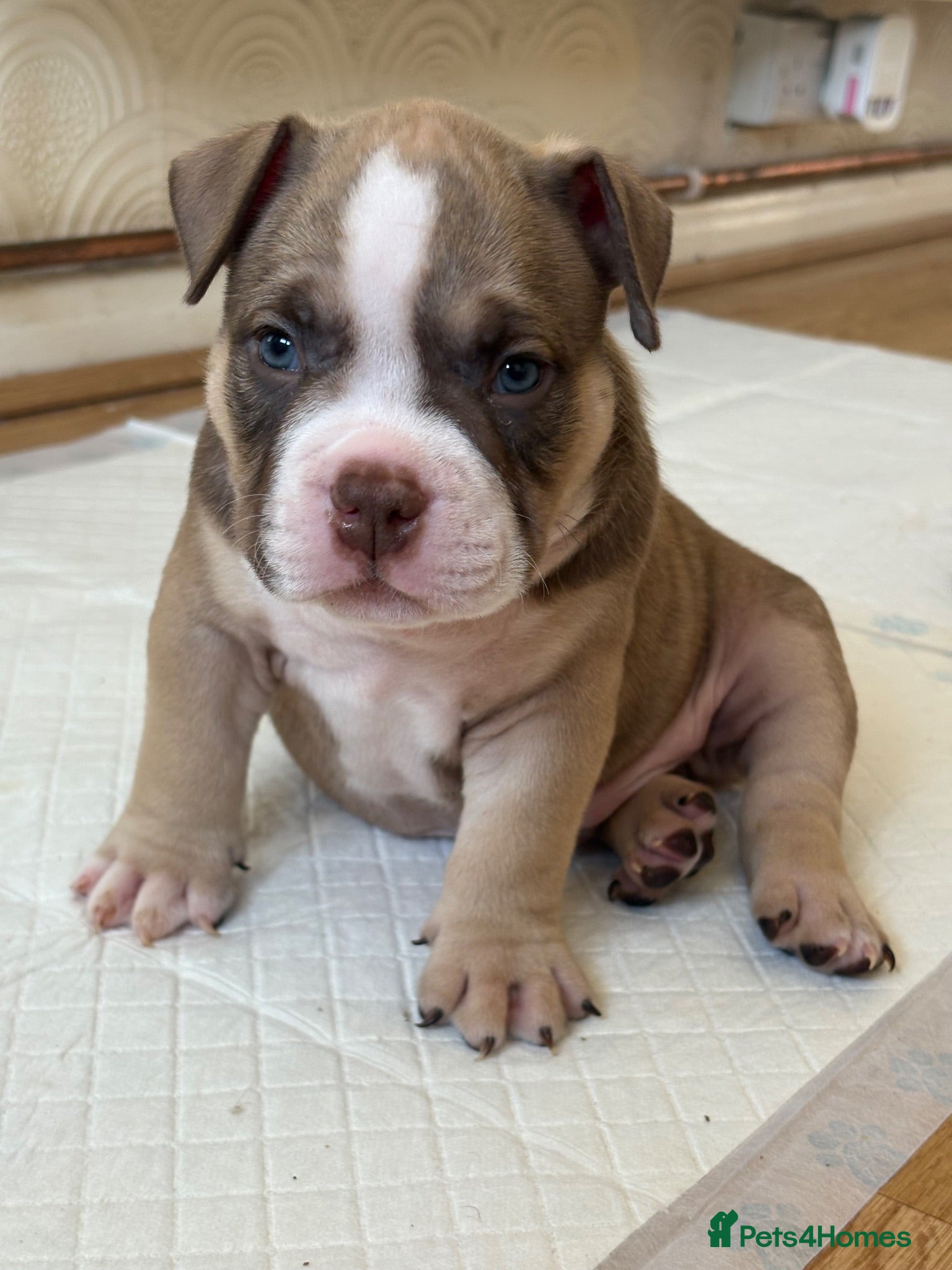 American Bully dogs 🧬 STUNNING CHUNKY POCKET BULLYS 🏆  - Advert 6