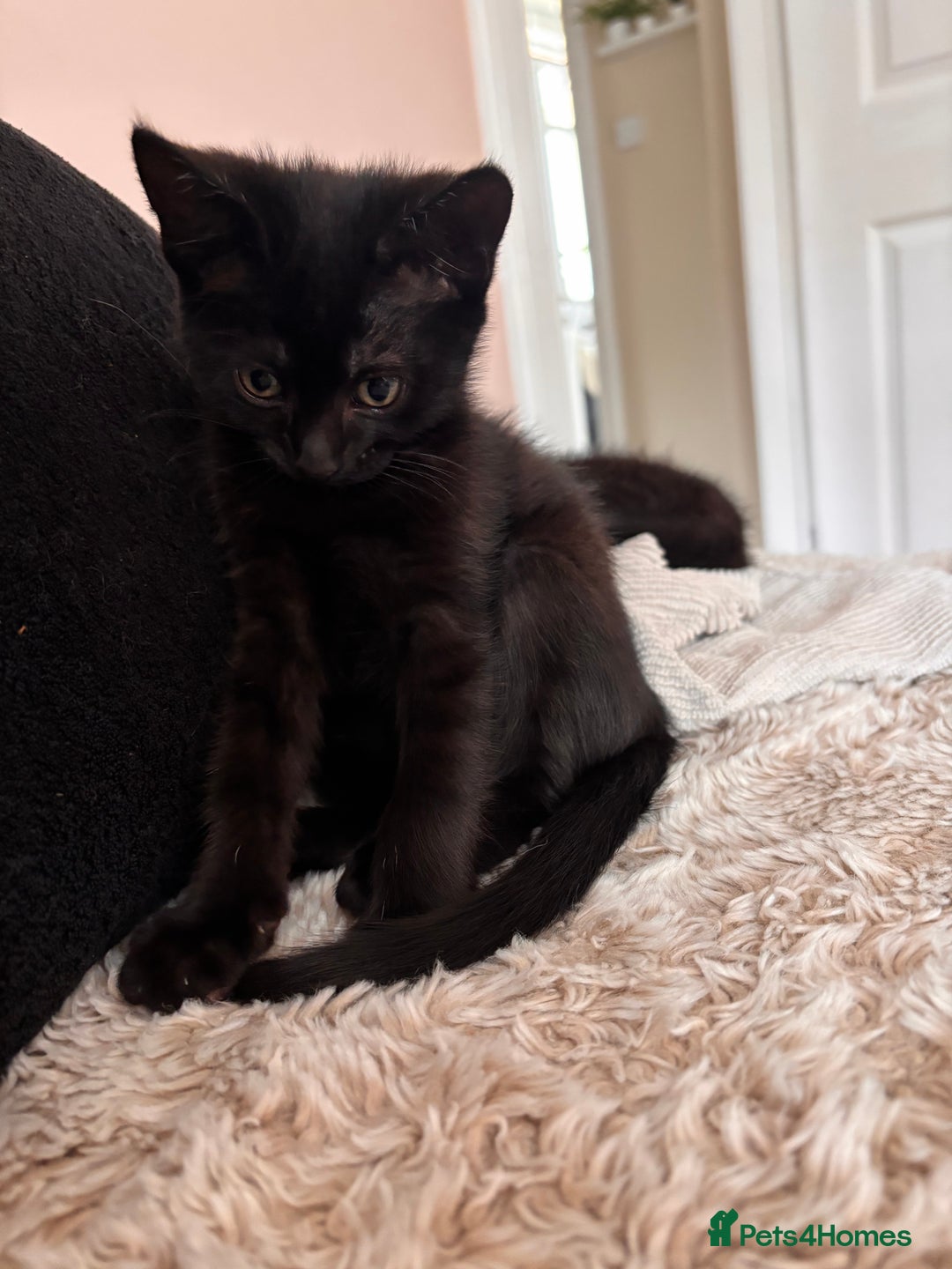 Mixed Breed cats for sale: 1/2 Ragdoll kittens - Image 8