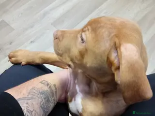 American Bull Staffy dogs American bully Staffordshire - Advert 1