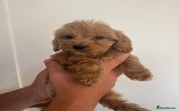 Cockapoo dogs for sale: cockapoo puppies  - Image 26