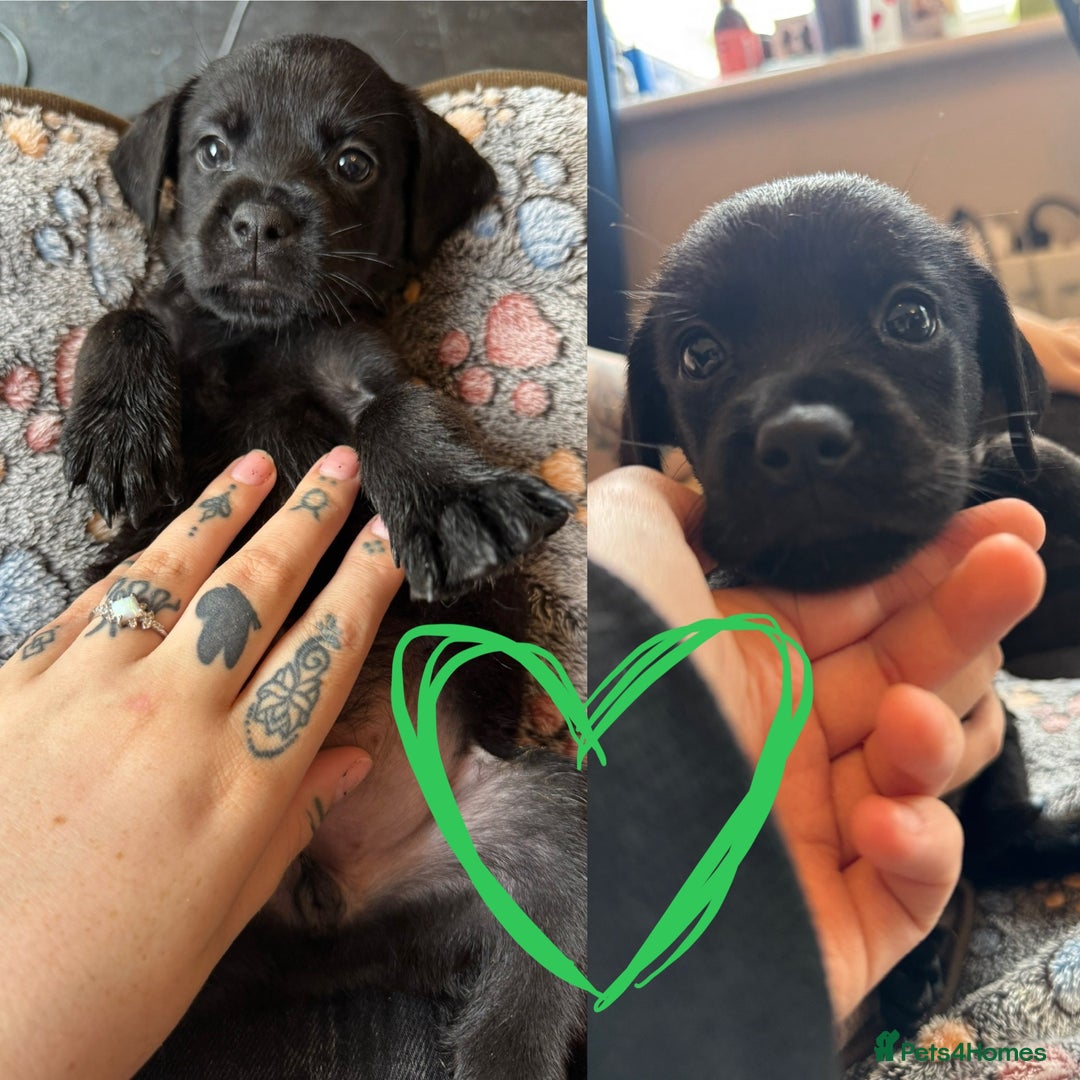Mixed Breed dogs for sale: Last little girl! Reduced! - Image 20