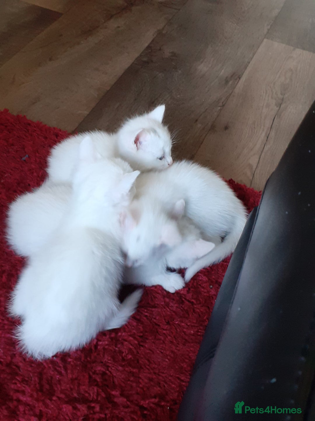 Khao Manee cats for sale: Khao manee  - Advert 3