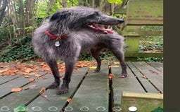 Lurcher dogs for sale: Gorgeous Lurcher pup!  - Image 12