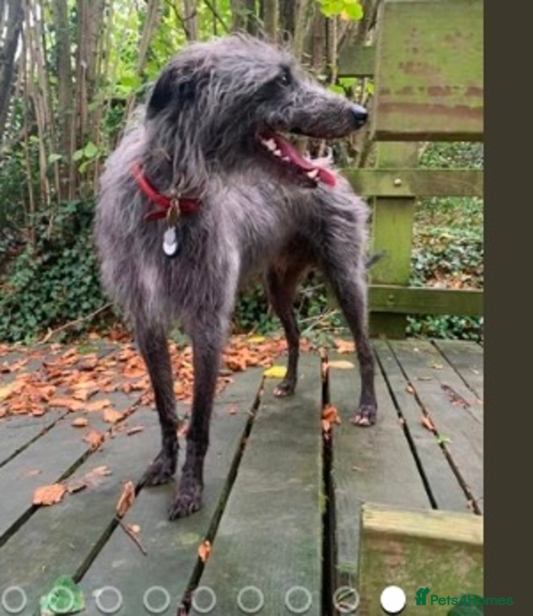 Lurcher dogs for sale: Gorgeous Lurcher pup!  - Image 12