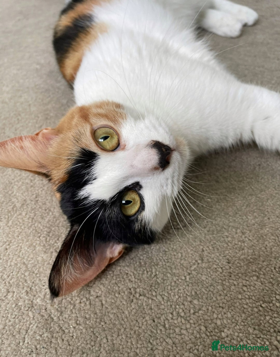 Domestic Shorthair cats for sale: Family cat needs a new home - Advert 2