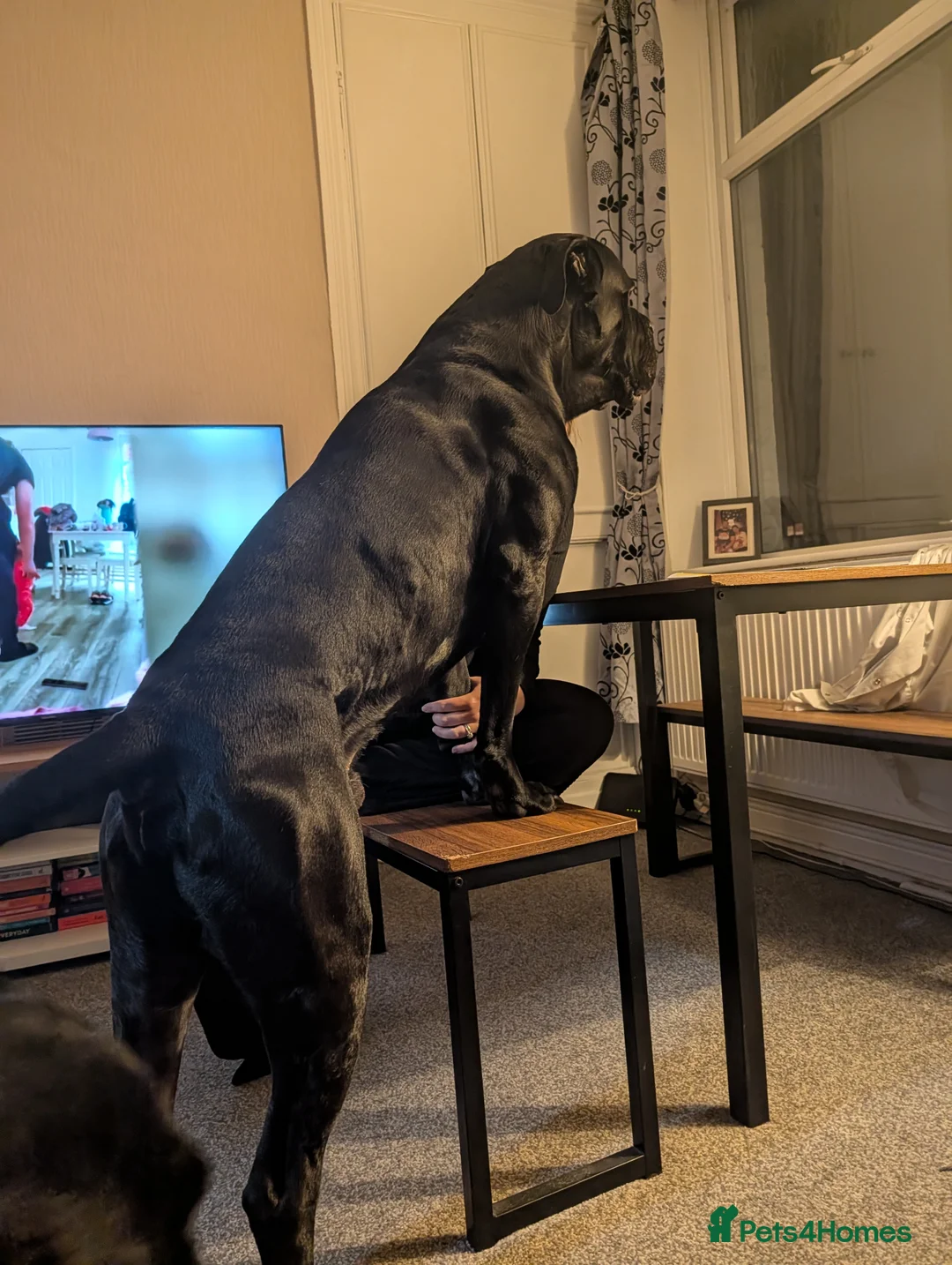 Cane Corso dogs for stud: Sully  - Advert 2