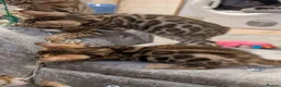 Bengal cats for sale: 🔥✨Pedigree TICA-Registered Bengals - Advert 22