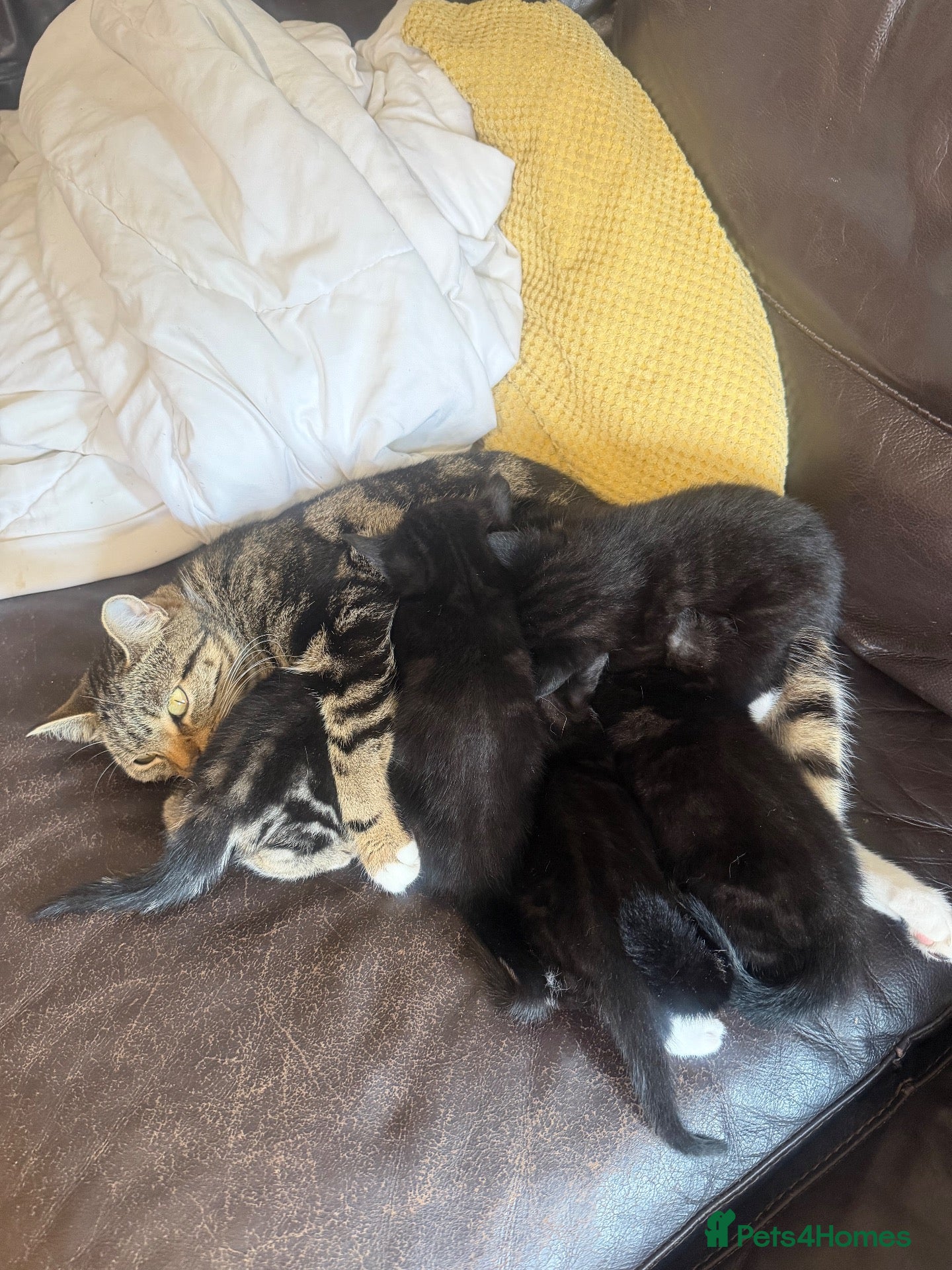 Mixed Breed cats Beautiful Kittens - Advert 3
