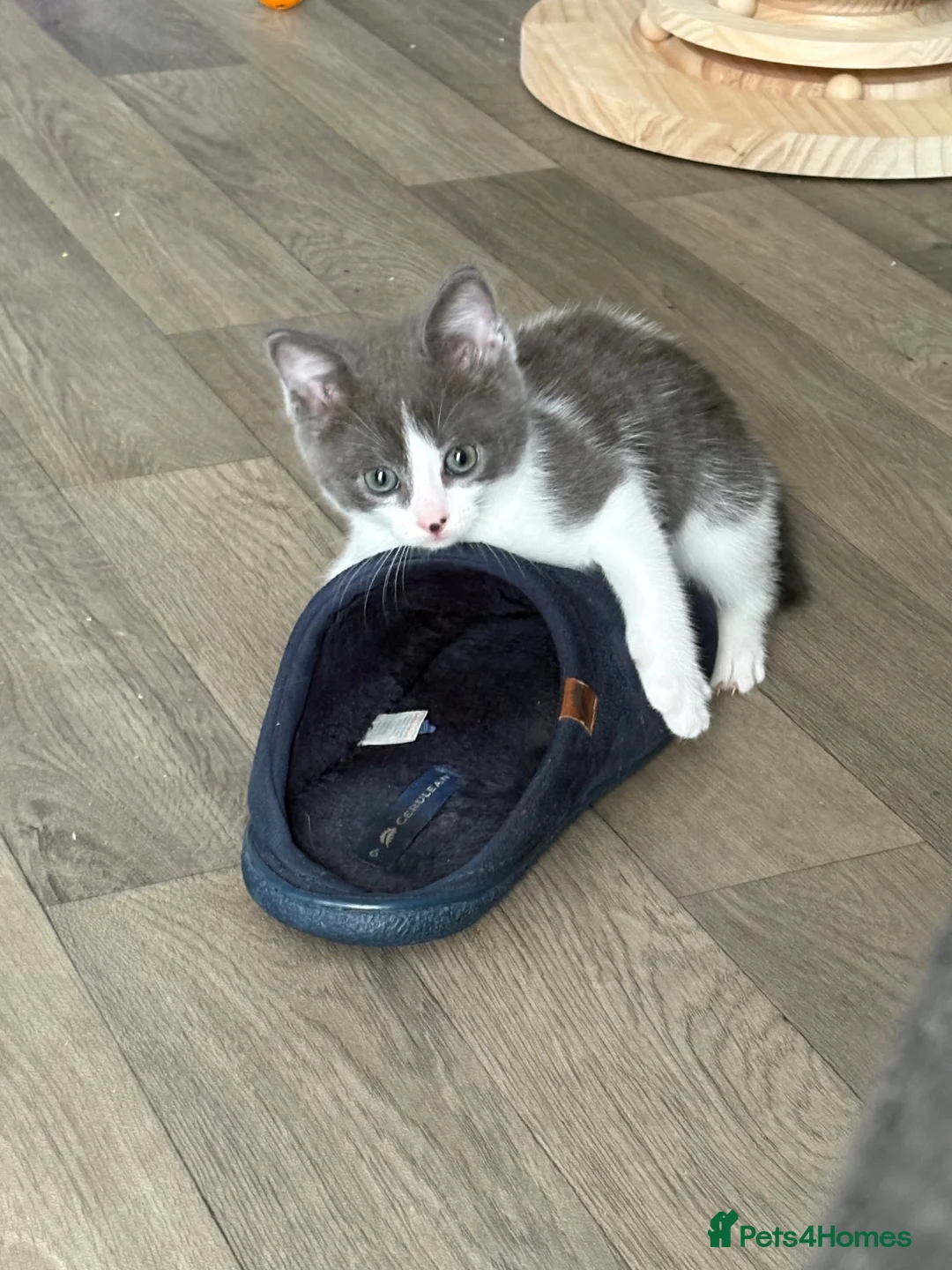 Mixed Breed cats for sale: Ragdoll/British short hair  - Advert 2