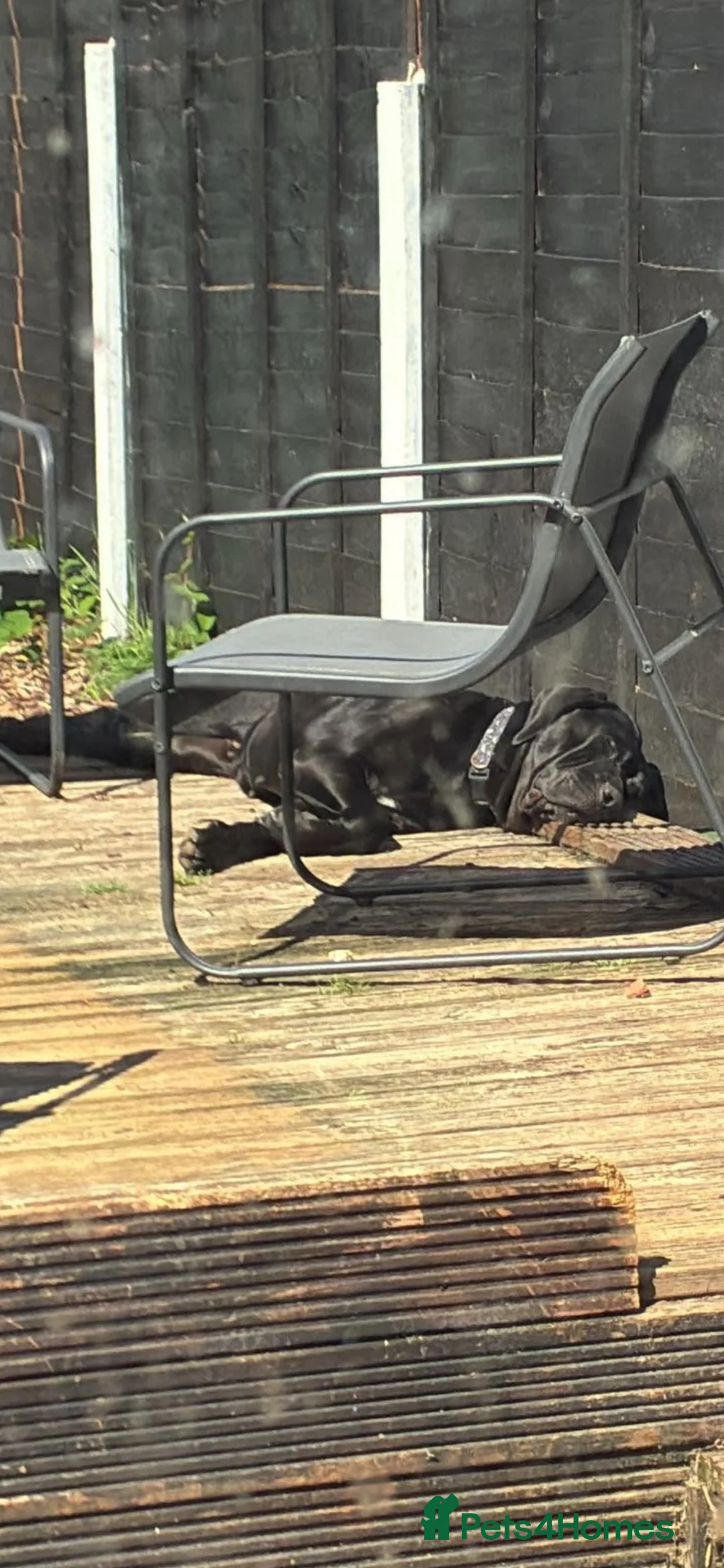Cane Corso dogs for sale: 2 year old female  - Advert 2