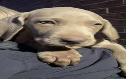 Weimaraner dogs for sale: Kc reg Weimaraner - Image 12