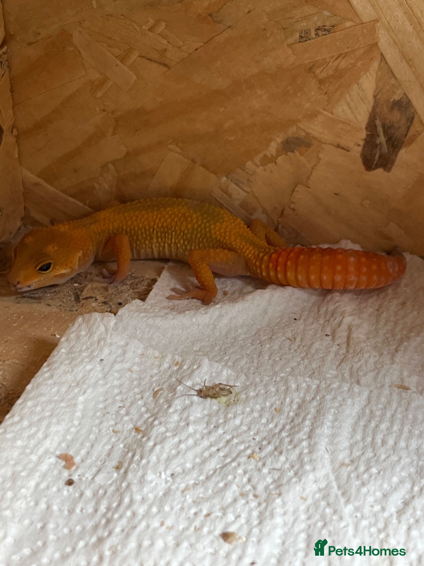 Gecko reptiles Mandarin leopard ghecko - Advert 1