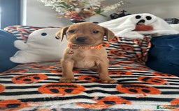 Labrador Retriever dogs for sale: Beautiful fox red Labrador pups - Image 33