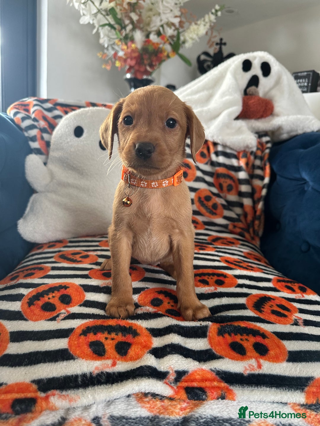Labrador Retriever dogs for sale: Beautiful fox red Labrador pups - Image 33