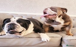 English Bulldog dogs for sale: Outstanding KC English Bulldogs, Top Quality Pups - Image 6