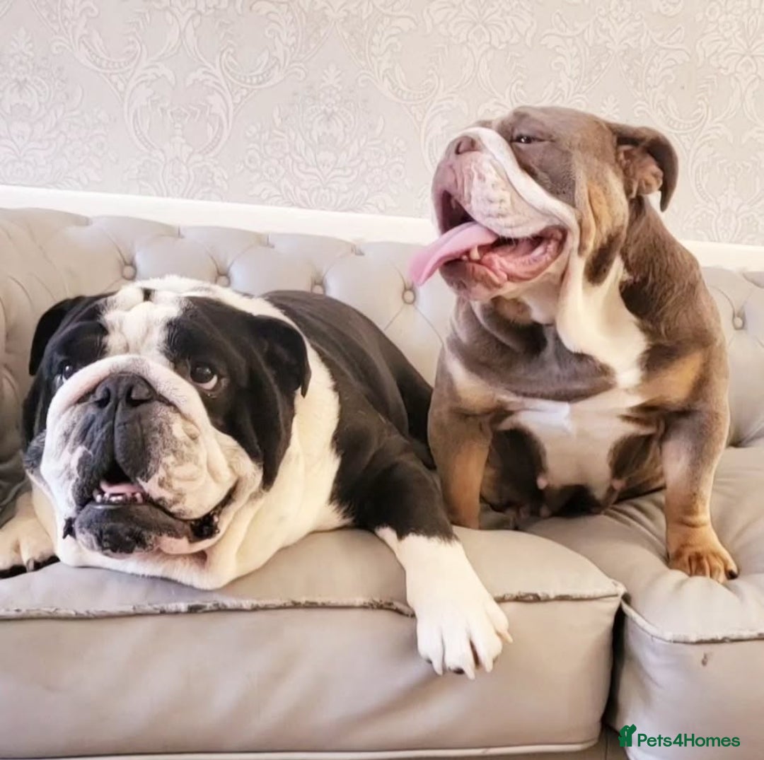 English Bulldog dogs for sale: Outstanding KC English Bulldogs, Top Quality Pups - Image 6
