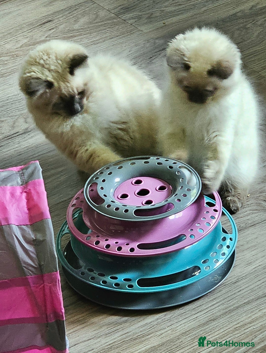 Ragdoll cats for sale: Blue Point Ragdoll Kittens for sale   - Image 16