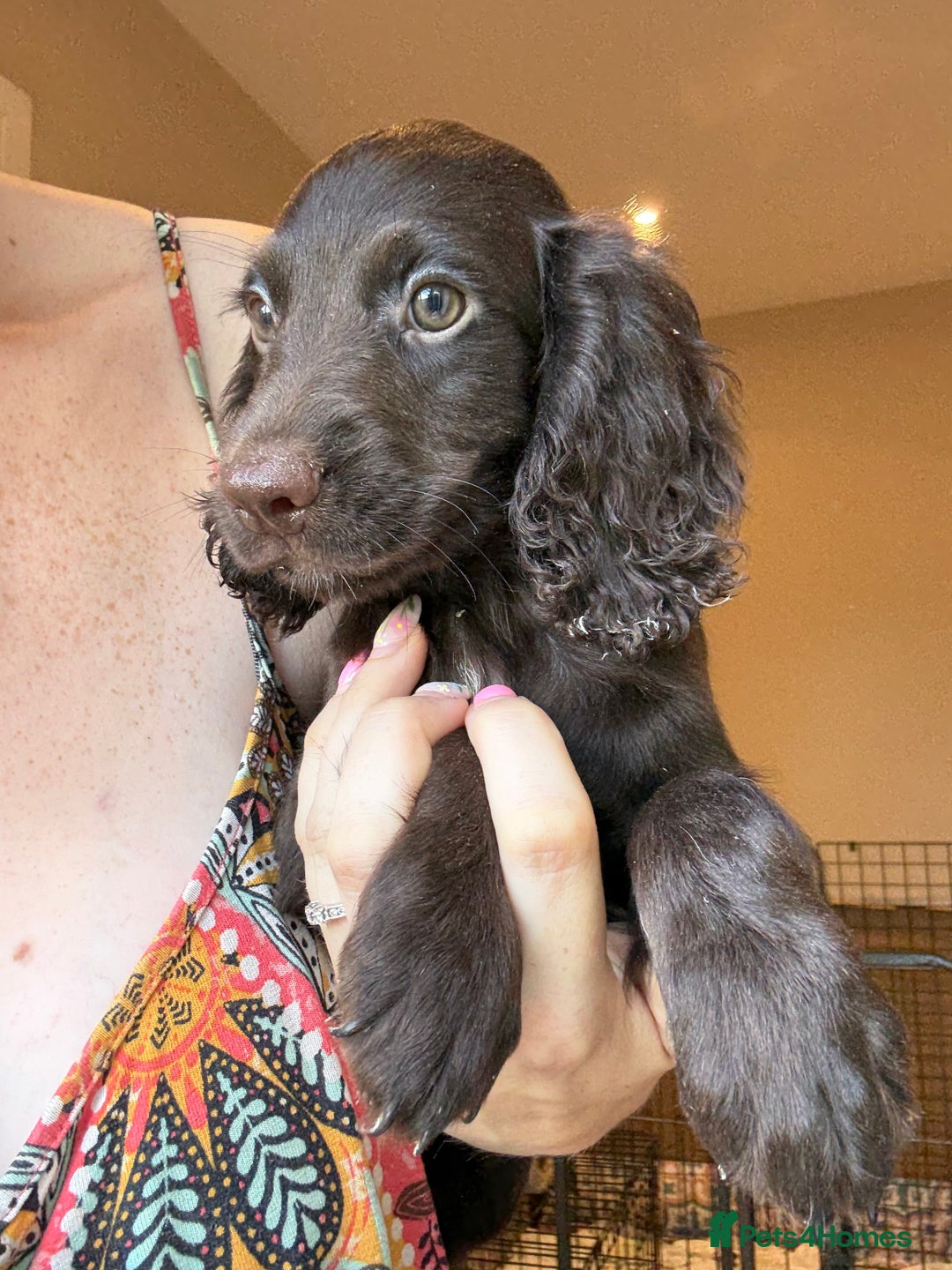 Cocker Spaniel dogs for sale: Perfect Pups -Ready now!  in Ely - Image 4