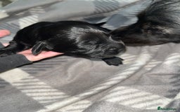 Cockapoo dogs for sale: 💫✨🐶🐾Gorgeous F1B Cockapoos🐾🐶✨💫 - Image 4