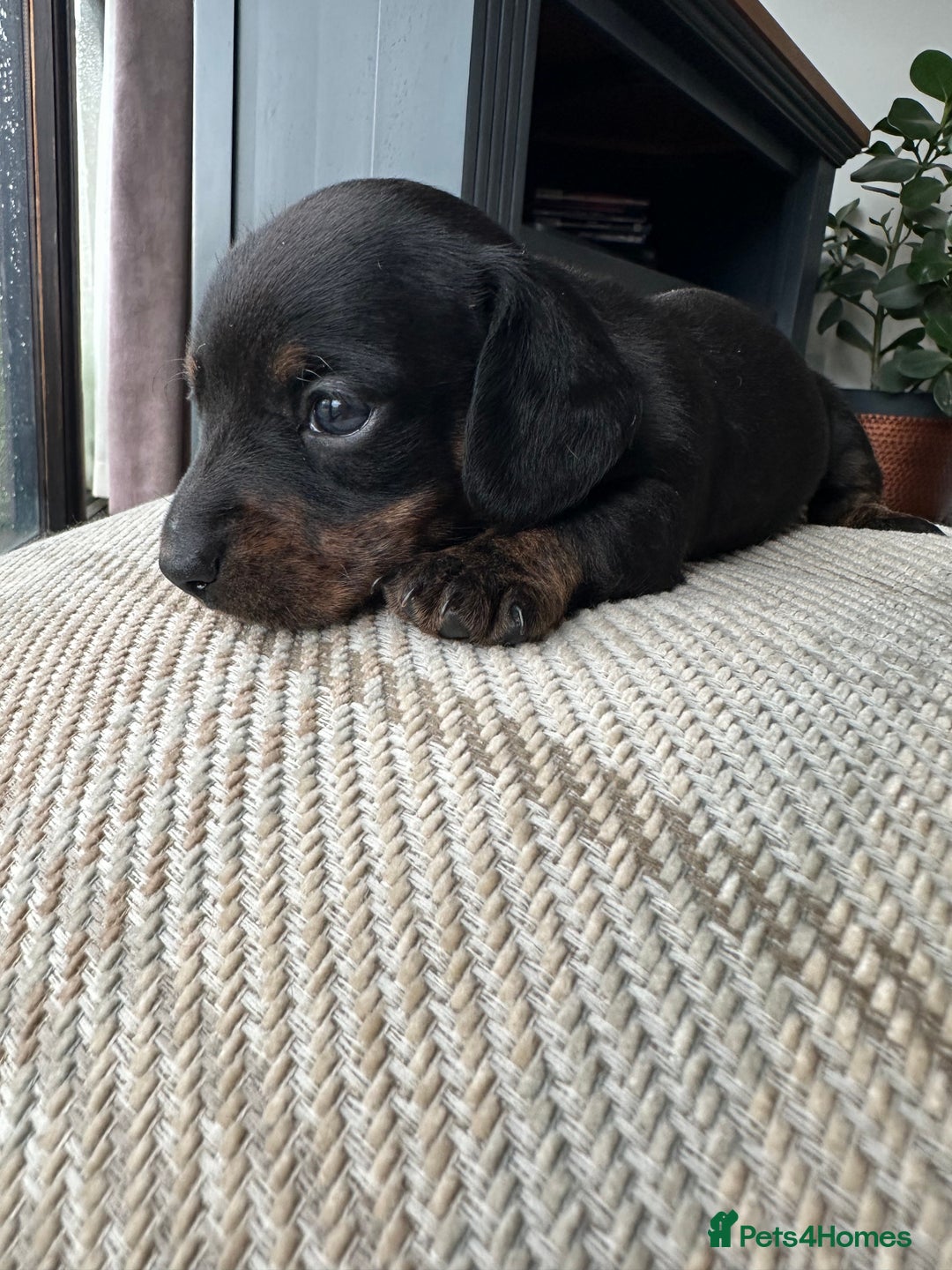Miniature Dachshund dogs for sale: Ready Soon - Gorgeous KC Reg. Miniature Dachshund - Advert 14