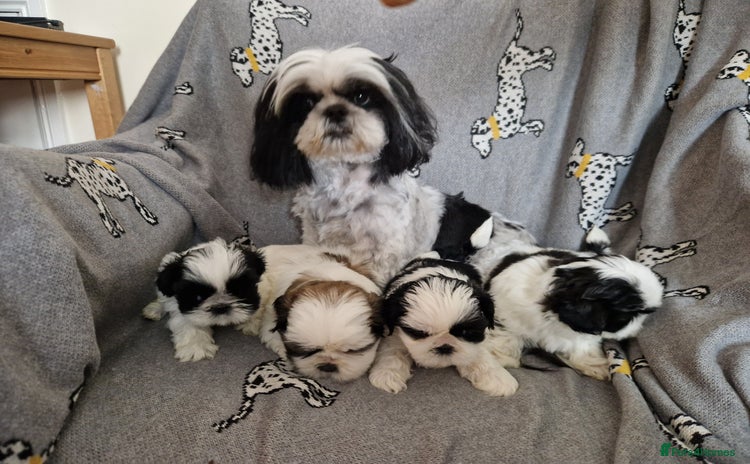 Shih Tzu dogs - Advert 1