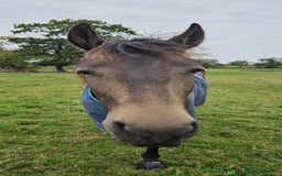 Andalusian horses for sale: Full or Part Loan - Advert 27