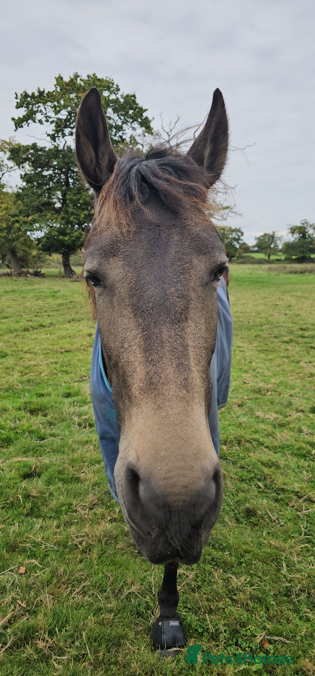 Andalusian horses for sale: Full or Part Loan - Advert 27