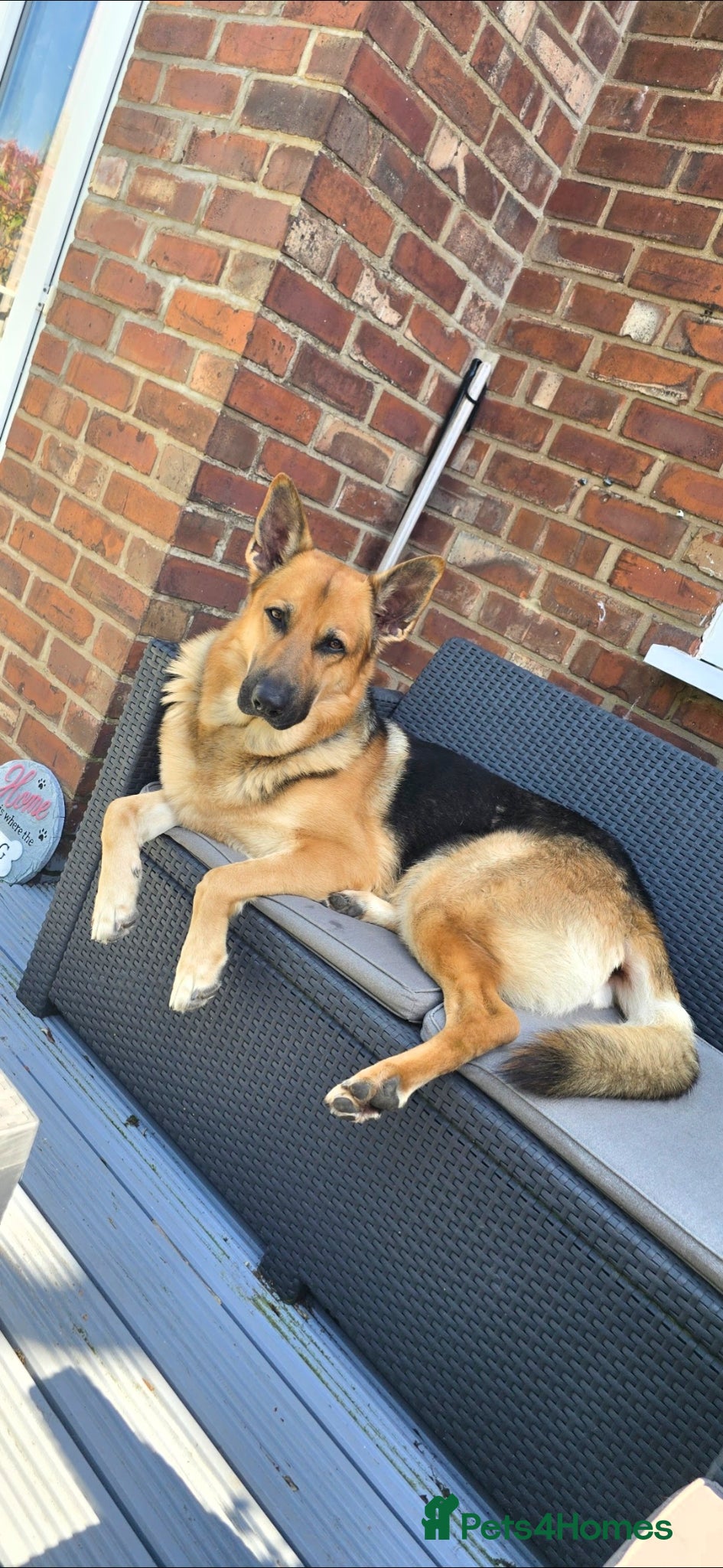German Shepherd dogs for stud: STUD GERMAN SHEPHERD  - Advert 7