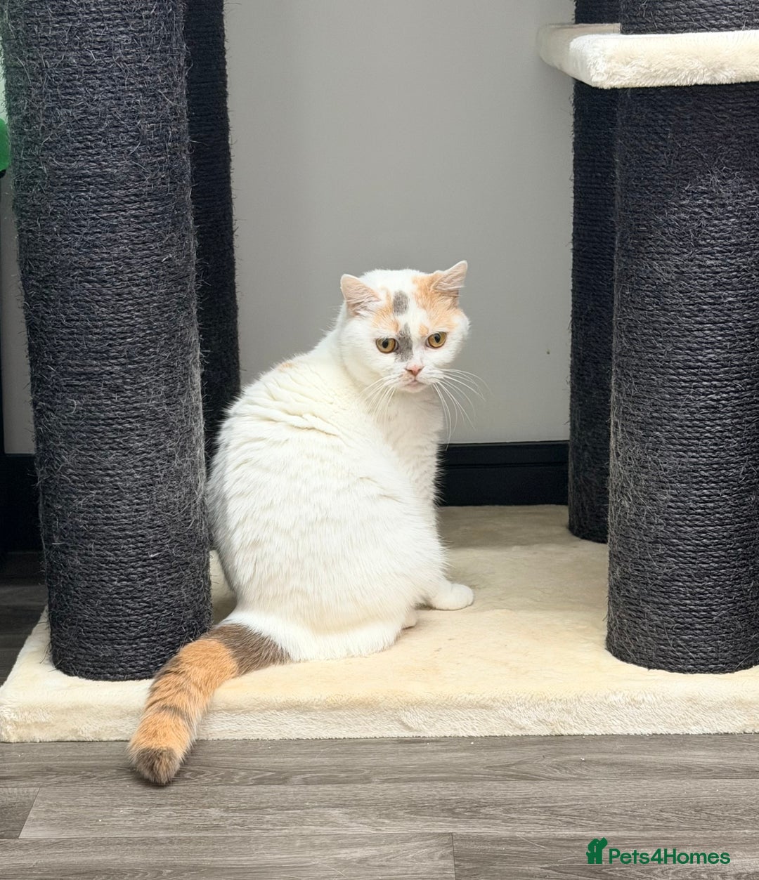 British Shorthair cats for sale: British Shorthair Girls Ready for Forever Homes - Advert 3