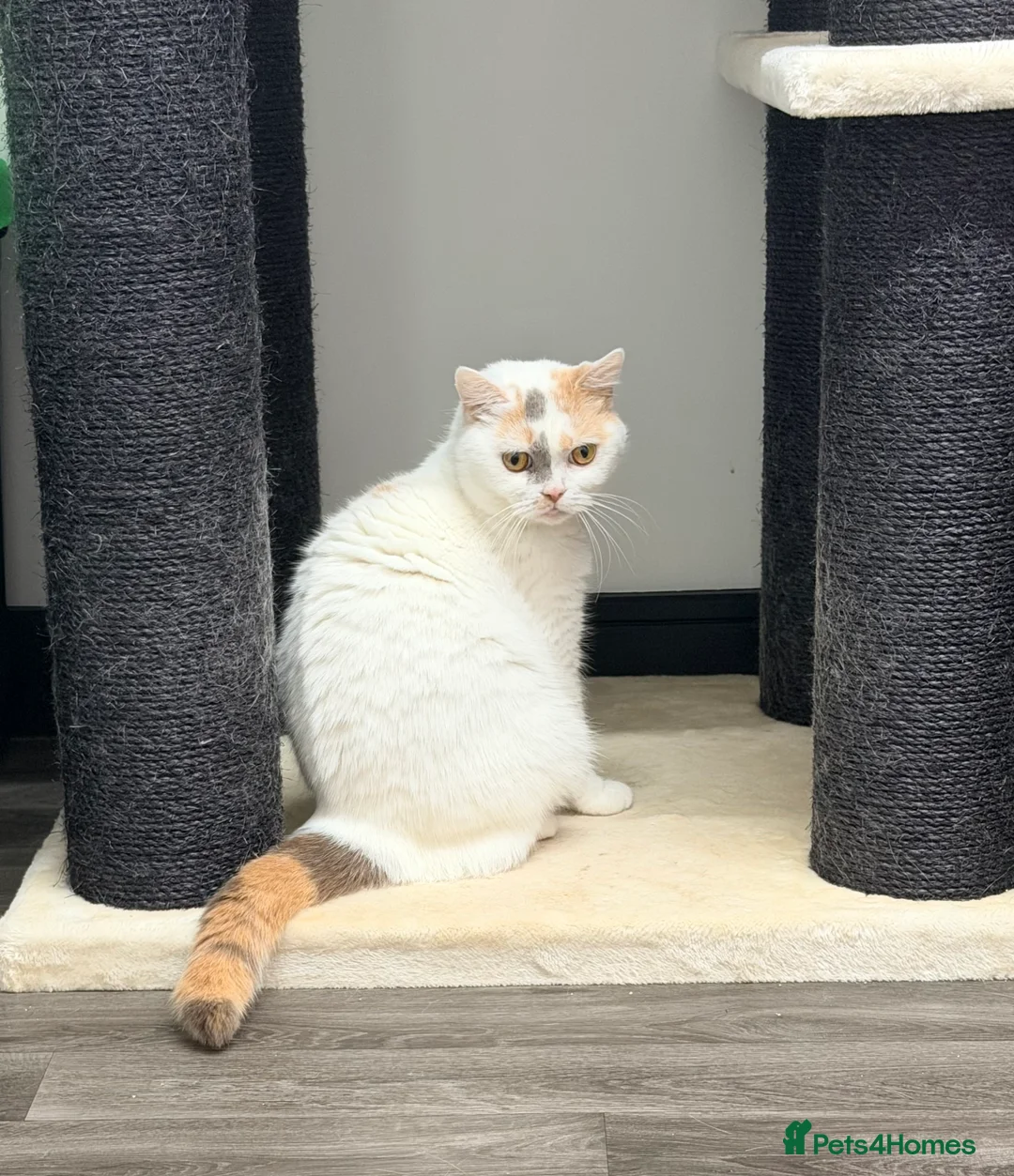 British Shorthair cats for sale: British Shorthair Girls Ready for Forever Homes - Advert 4