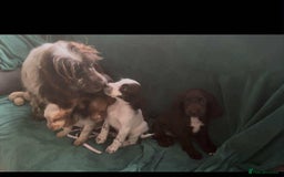 Cocker Spaniel dogs for sale: Cocker spaniel pups  - Image 1