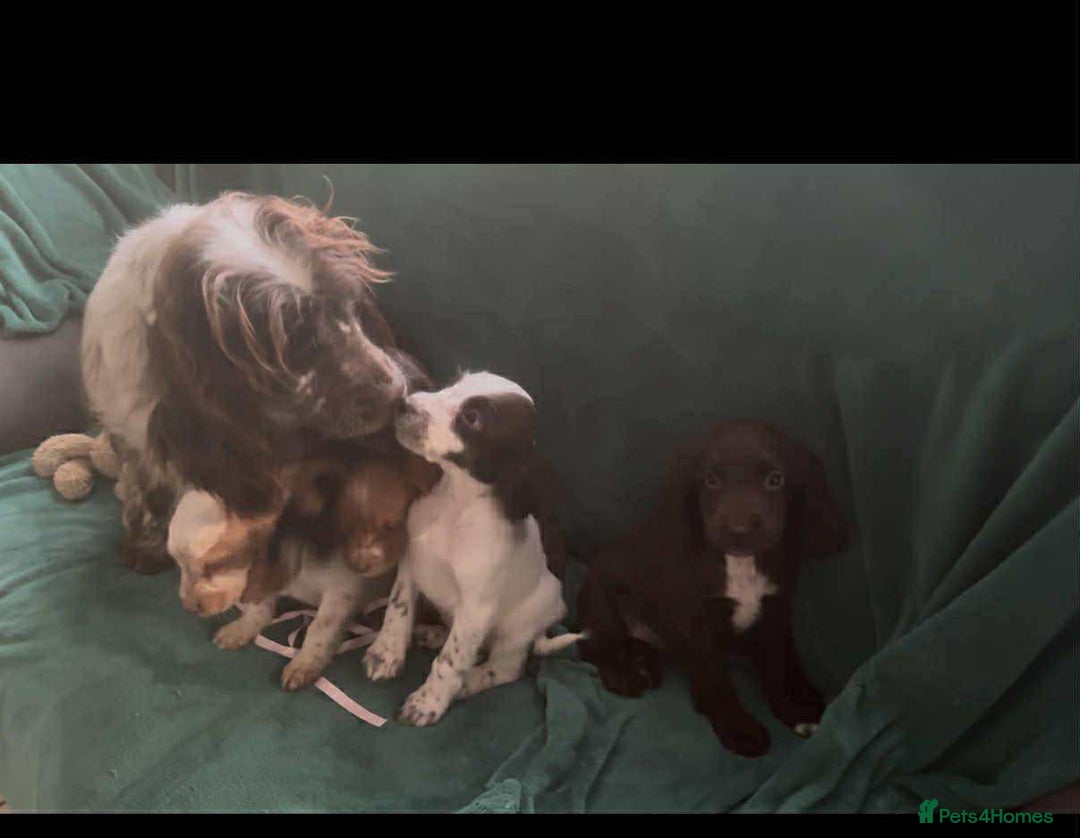 Cocker Spaniel dogs for sale: Cocker spaniel pups  - Image 1