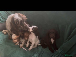 Cocker Spaniel dogs for sale - Advert 1