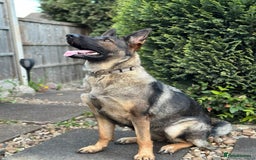 German Shepherd dogs for sale: KC German Shepherd Working line puppies 🐶  - Image 18